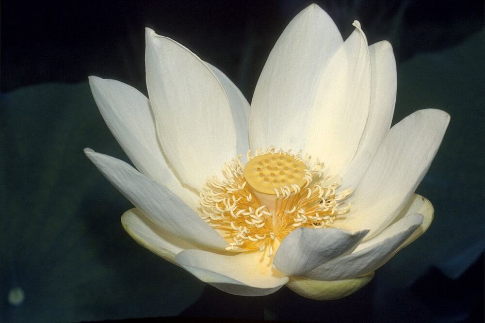 Ý nghĩa của hoa sen trong Phật Giáo-2