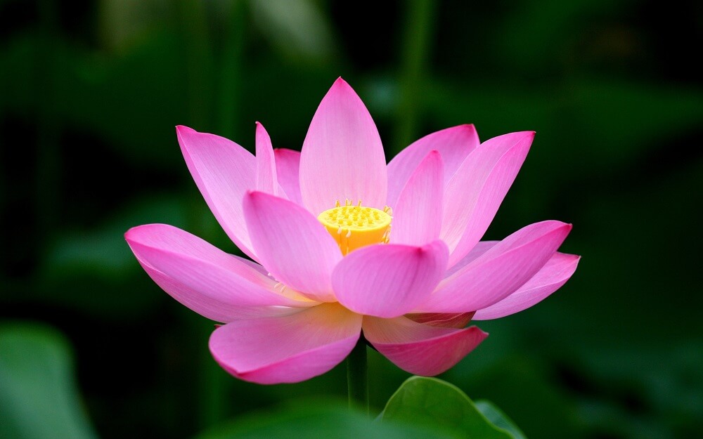 Ý nghĩa của hoa sen trong Phật Giáo-3