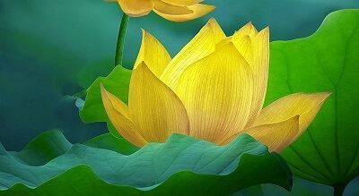 Hoa sen vàng mang đến nhiều lợi ích phong thuỷ cho không gian. Điều này được mô tả thông qua những bức ảnh đẹp của hoa sen vàng trên giai đoạn học tập của bạn. Hãy chiêm ngưỡng những bông hoa rực rỡ và tìm hiểu thêm về sức mạnh của chúng trong tạo đồng thuận tổng thể cho không gian của bạn.